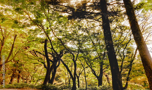 神戸・市立森林植物園 初秋の風景