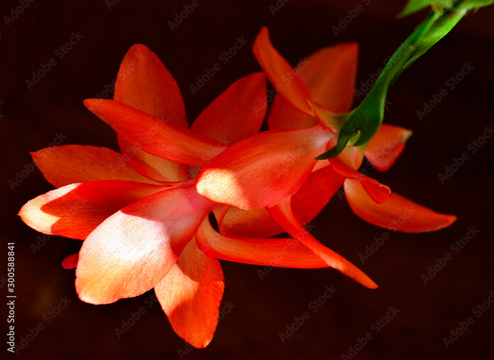 Christmas Cactus Flower Christmas Cactus Flower