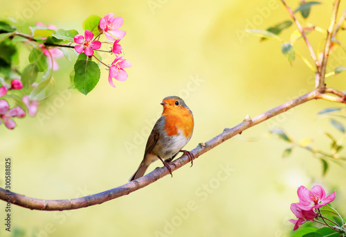 small bright bird Robin sits on an Apple tree branch with pink flowers in Sunny may spring garden