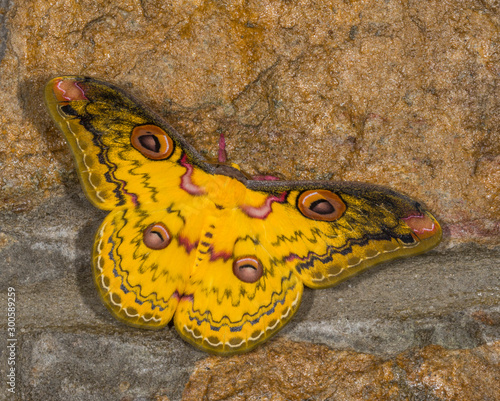 Golden Emperor Moth, Loepa katinka, Meghalaya, India photo