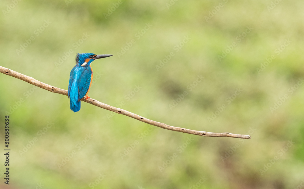 kingfisher on a branch kingfisher on a branch