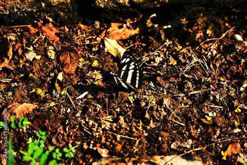 butterfly resting on the ground photo
