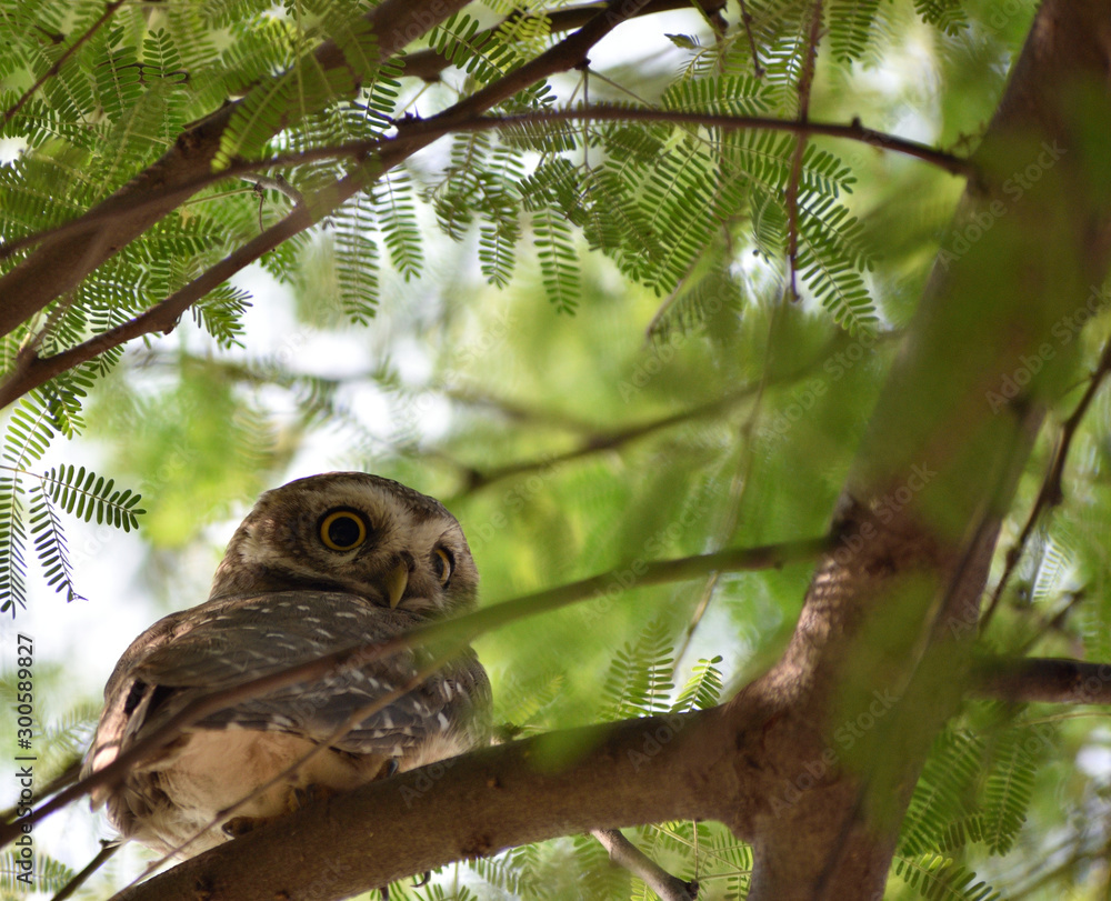 spotted owlet sitting on a tree