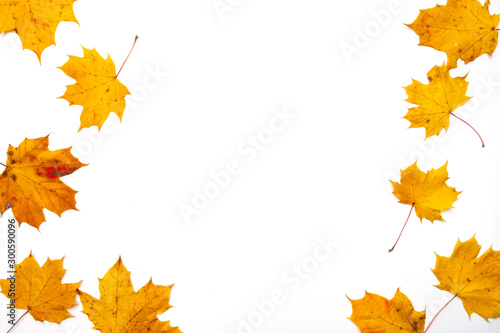 Autumn background. Leaves. Maple leaves on white background. Flat lay  top view. Copy space for seasonal promotions and discounts.