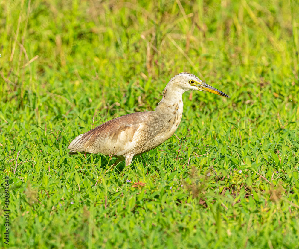 Naklejka premium brown egret in grass