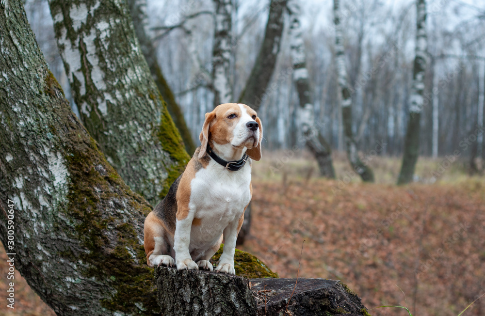 dog breed Beagle funny sitting on a stump in the autumn Park dog breed Beagle funny sitting on a stump in the autumn Park