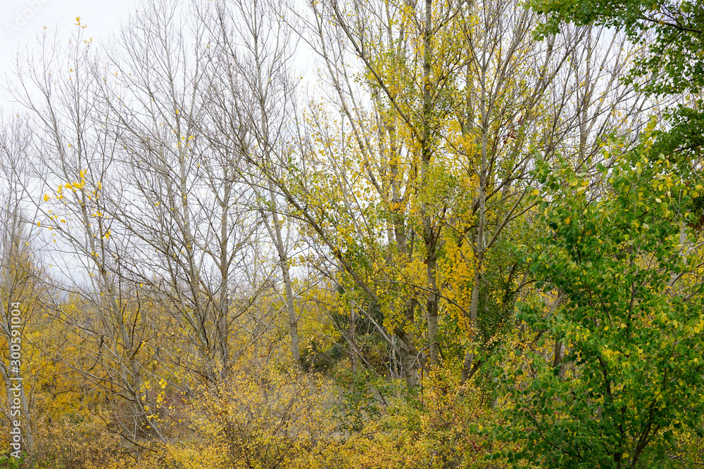 Fototapeta premium Autumn
