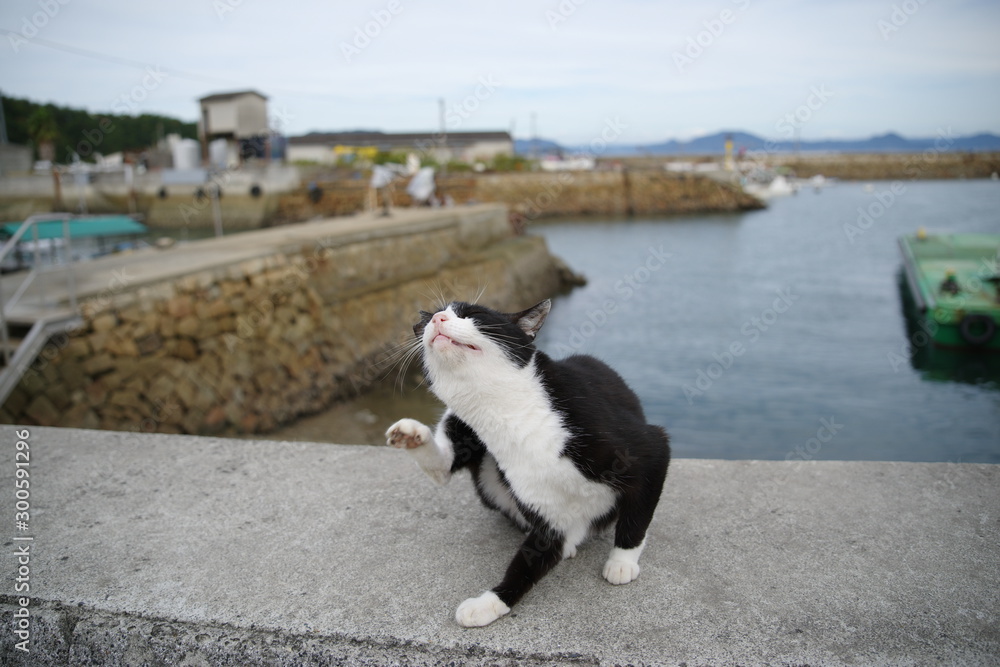 海辺で暮らす猫