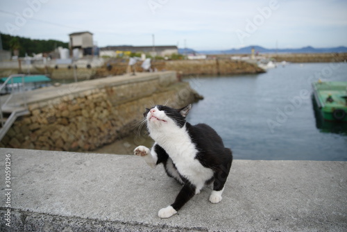 Fototapeta Naklejka Na Ścianę i Meble -  海辺で暮らす猫