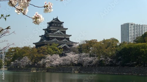 Cherry blossoms around Hiroshima castle, Japan. Spring time in Hiroshima. 4K photo