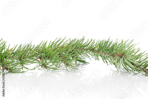 One whole christmas green branch spruce isolated on white background
