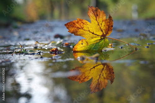 Herbstliches Blatt in einer Pfütze mit Spiegelung
