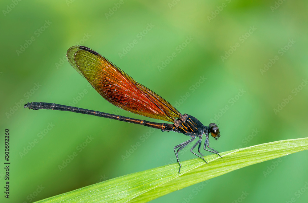 Euphaea Ochracea, Damselfly, Garo Hills, Meghalaya, India Euphaea Ochracea, Damselfly, Garo Hills, Meghalaya, India