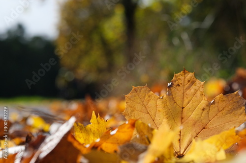 Herbstlaub am Wegrand