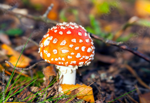 Amanita mushroom in autumn in the forest.