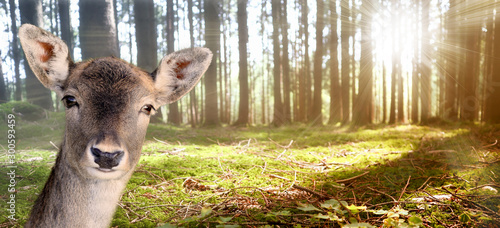 Reh im sonnendurchfluteten Wald