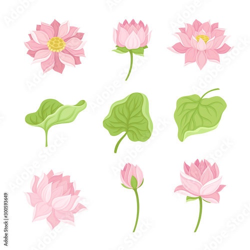Waterlily Flower and Its Parts Vector Set Isolated On White Background