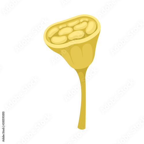 Waterlily Pistil with Stamen Scaled Flower Part Vector Illustration