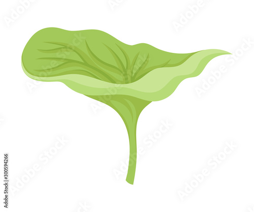 Waterlily Sepal With Leaf Venetion Flower Part Vector Illustration