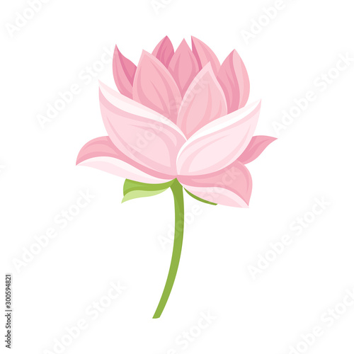 Semi-closed Waterlily Bud With Pink Petals and Floral Stem Vector Illustration