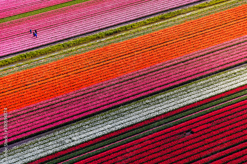 Aerial view of the tulip fields in North Holland , The Netherlands