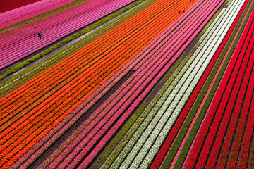 Keuken achterwand Rood Tulpenvelden vanuit de lucht Nederland  © Peter Adams