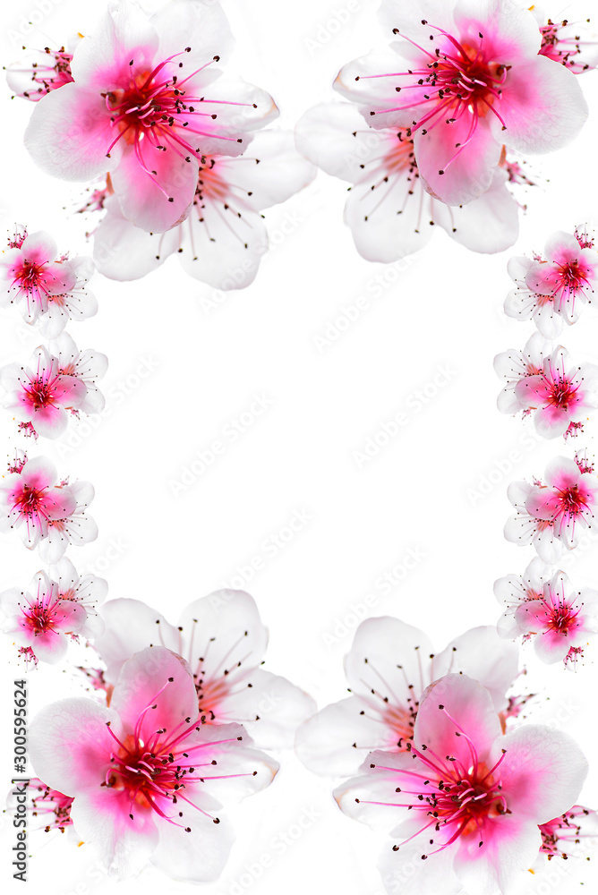 Fototapeta premium cherry blossom for card or postcard letter background
