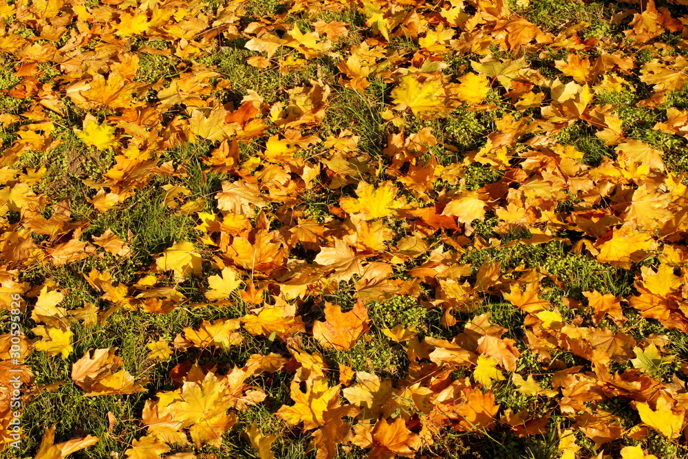 A carpet of yellow fallen leaves on green grass. Seasonal wildlife beauty. Withering of plants. Background for decoration and design. Cleaning green spaces in the city. Rainy weather A carpet of yellow fallen leaves on green grass. Seasonal wildlife beauty. Withering of plants. Background for decoration and design. Cleaning green spaces in the city. Rainy weather