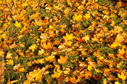 A carpet of yellow fallen leaves on green grass. Seasonal wildlife beauty. Withering of plants. Background for decoration and design. Cleaning green spaces in the city. Rainy weather