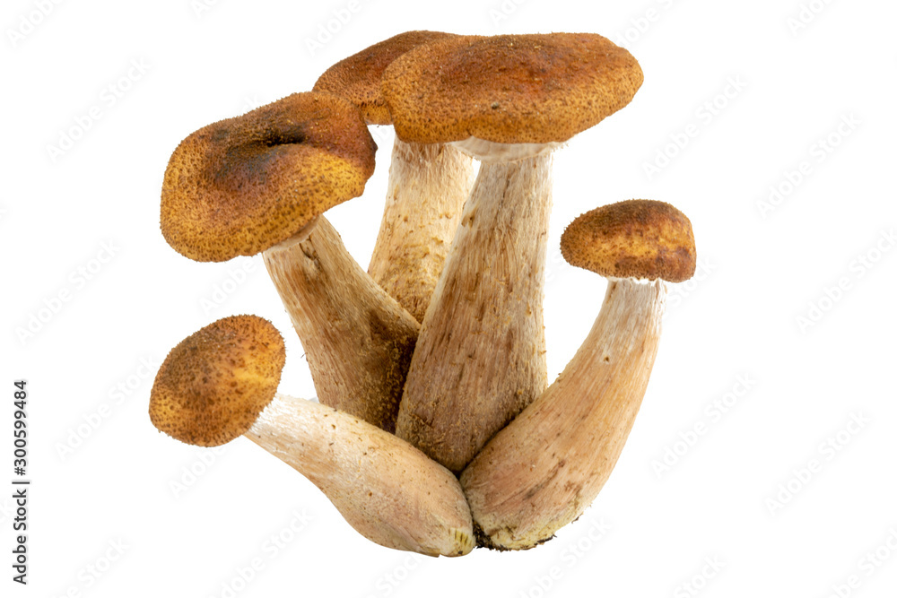 Armillaria - Honey fungus isolated on white. Eatable wild forest mushroom, very delicious. Armillaria - Honey fungus isolated on white. Eatable wild forest mushroom, very delicious.