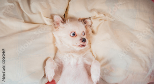 Little relaxed dog lying on bed. Little white dog with blue eyes lying on bed at home. Pet friendly accommodation: dog asleep on pillows and duvet on bed