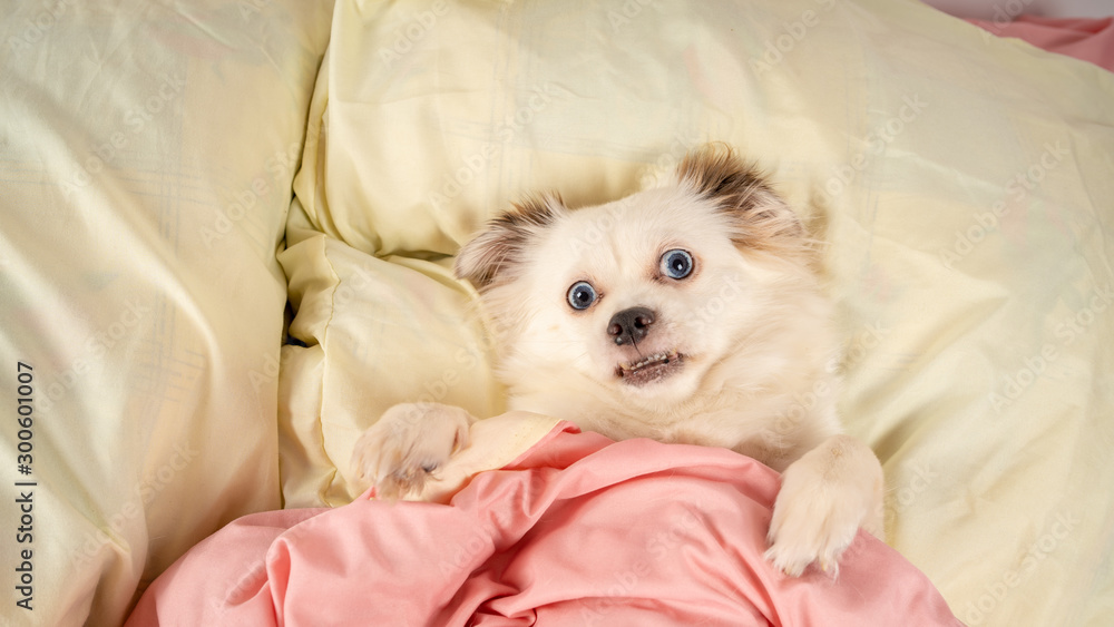 Little relaxed dog lying on bed. Little white dog with blue eyes lying on bed at home. Pet friendly accommodation: dog asleep on pillows and duvet on bed Little relaxed dog lying on bed. Little white dog with blue eyes lying on bed at home. Pet friendly accommodation: dog asleep on pillows and duvet on bed