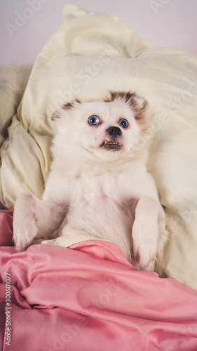 Little relaxed dog lying on bed. Little white dog with blue eyes lying on bed at home. Pet friendly accommodation: dog asleep on pillows and duvet on bed