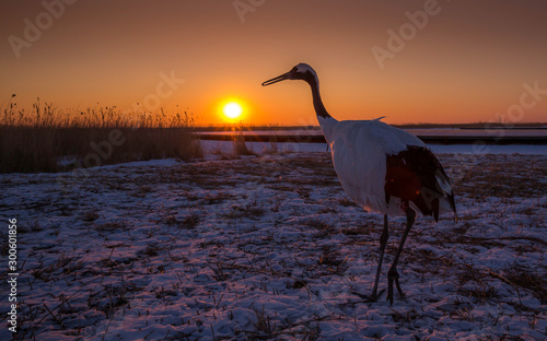 Red-Crowned Cranes in Heilongjiang  China