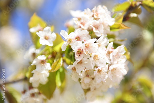 el Cerezo en Primavera © Medir