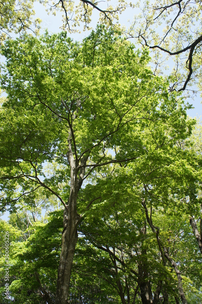 新緑の木々 新緑の木々