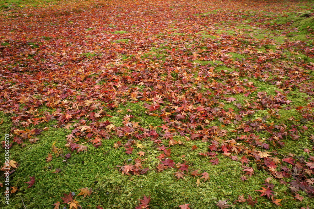 落ち葉と苔　紅葉