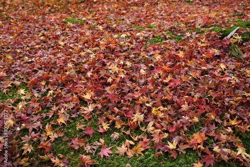 落ち葉と苔　紅葉