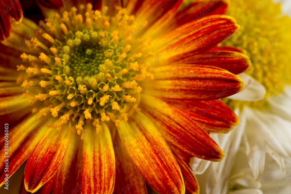 A flower of red-orange chrysanthemums with clearly visible petals, pistils and stamens. Close-up shot in autumn. A flower of red-orange chrysanthemums with clearly visible petals, pistils and stamens. Close-up shot in autumn.