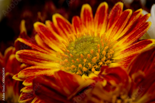 A flower of red-orange chrysanthemums with clearly visible petals  pistils and stamens. Close-up shot in autumn.