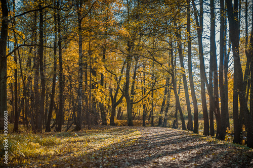 Path in the autumn park. Autumn landscape. Autumn trees and leaves. Fall. Riga. Latvia.