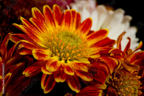 A flower of red-orange chrysanthemums with clearly visible petals  pistils and stamens. Close-up shot in autumn.