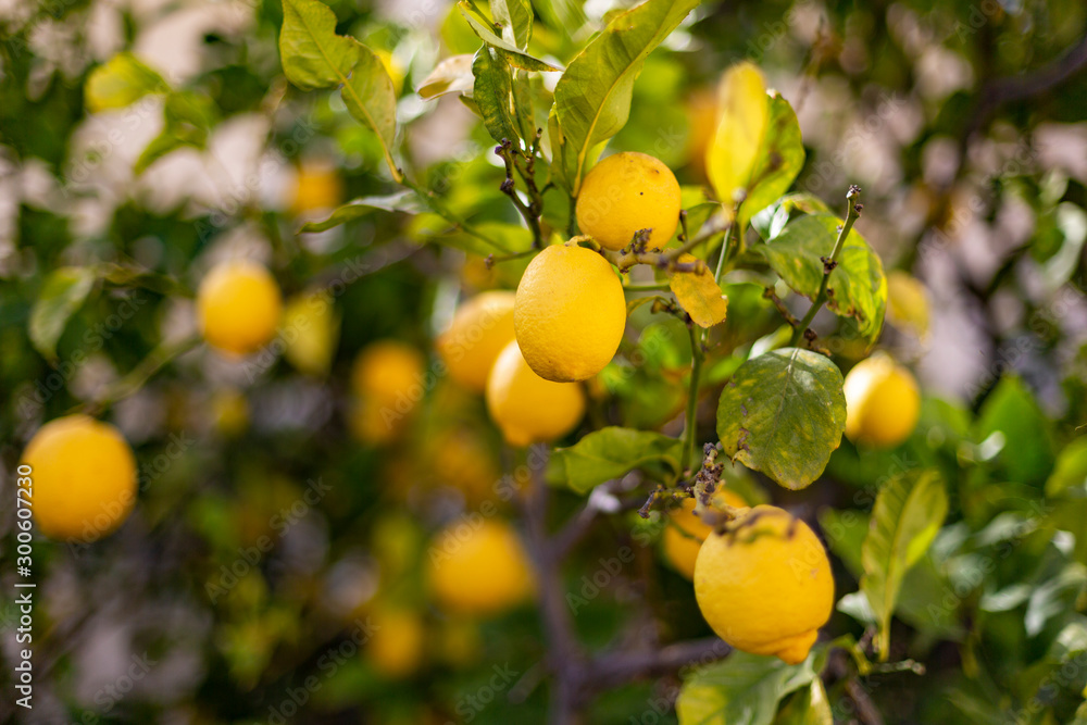 Lemon trees full of lemones on a sunny day.