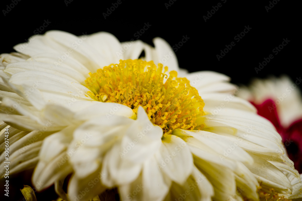 Close up shot of a white daisy flower on a dark background Stock