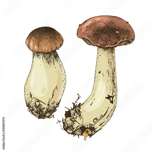 Hand drawn boletus mushrooms