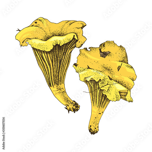 Hand drawn chanterelle mushrooms