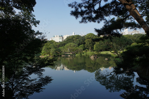 庭園の松と池