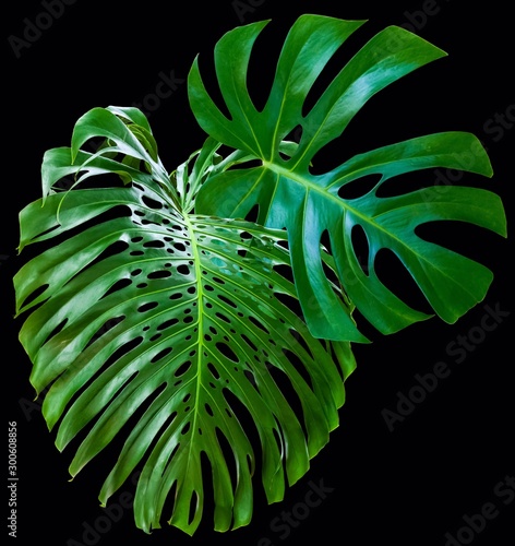 Philodendron, green plant isolated on white background