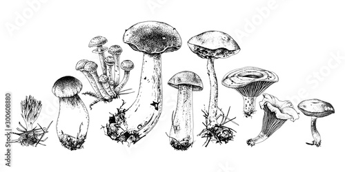 Hand drawn forest mushrooms