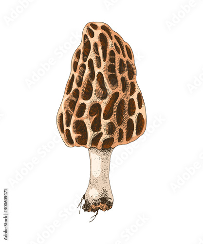 Hand drawn colorful morel mushroom